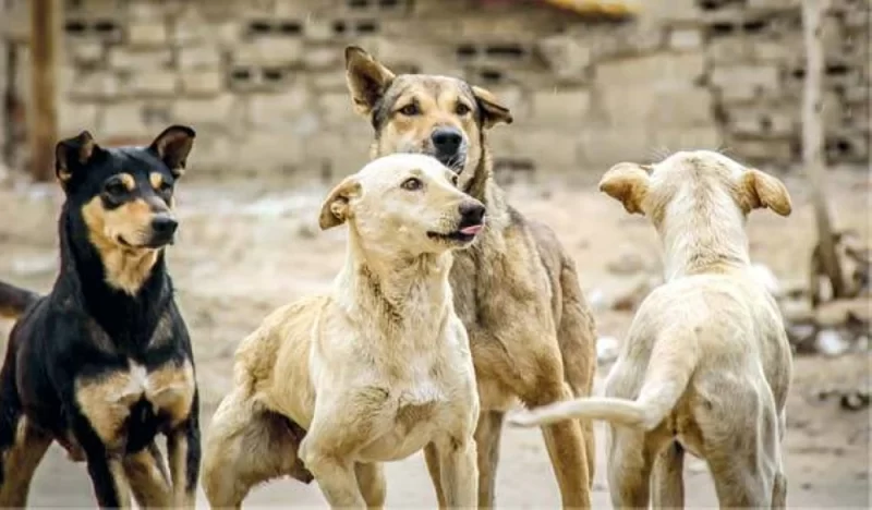 أهالي البكيرية يعانون من الكلاب الضالة