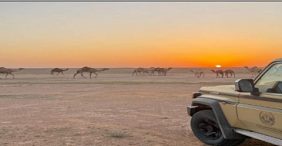 ضبط مواطن لارتكابه مخالفة رعي في محمية الملك عبدالعزيز الملكية