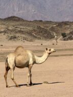 التنوع النباتي في المراعي الجافة: درع ضد تدهور الأراضي