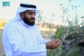 الاستثمار في شجر الأراك: خطط العلا للتنمية المستدامة