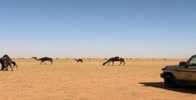 قوانين مخالفات الرعي في المحميات الملكية لعام 2024 في السعودية