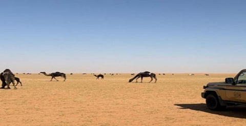 قوانين مخالفات الرعي في المحميات الملكية لعام 2024 في السعودية