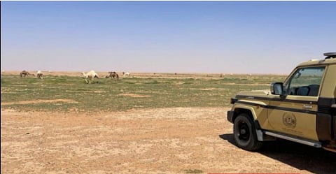 ضبط مواطن لارتكابه مخالفة رعي في محمية الملك عبدالعزيز الملكية