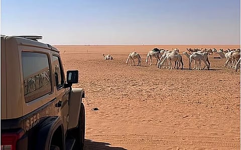 نجاحات في **ضبط الرعي الجائر في السعودية**: حكاية من قلب الصحراء