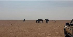 ضبط مواطن لارتكابه مخالفة رعي في محمية الإمام عبدالعزيز بن محمد الملكية