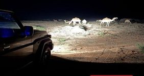 لماذا يجب أن نلتزم بأنظمة الرعي البيئية في المحميات الطبيعية؟