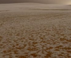 هجرة الطويلة: قلب أجواء الأحساء الشتوية الساحرة