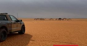 تنظيم الرعي في السعودية: حجر الزاوية في بناء استدامة بيئية