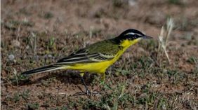 رصد طائر الذعرة الصفراء في الحدود الشمالية خلال موسم الهجرة