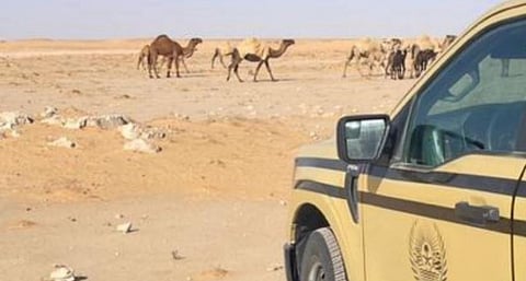 تعزيز حماية المحميات: جهود مستمرة لردع مخالفات الرعي البيئي