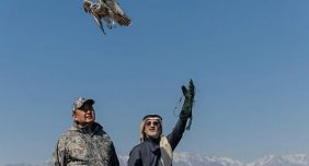 نادي الصقور السعودي يطلق عددًا من الصقور في كازاخستان لدعم التوازن البيئي