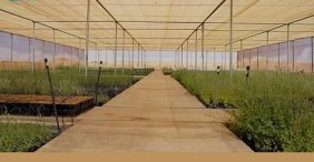 مستقبل العُلا الأخضر: استراتيجية الاستعادة البيئية الشاملة