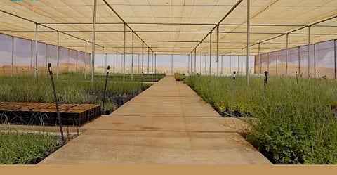 مستقبل العُلا الأخضر: استراتيجية الاستعادة البيئية الشاملة