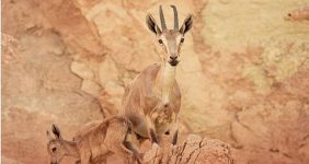 «الحياة الفطرية»: ولادة أول وعل بمحمية الوعول في 2026