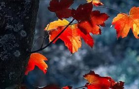 «فلكية جدة»: شهر أبريل لوحة فنية لملامح الربيع في النصف الشمالي من الكرة الأرضية