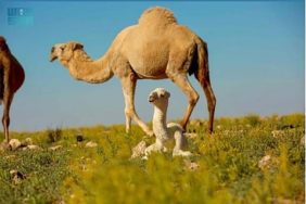 تنظيم الرعي في المحميات الملكية كإرث طبيعي للأجيال القادمة