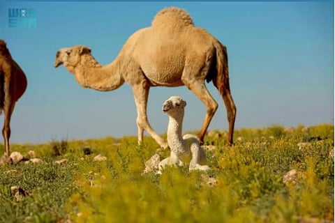 تنظيم الرعي في المحميات الملكية كإرث طبيعي للأجيال القادمة