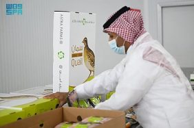 بإنتاج يتجاوز 2.5 مليون طائر شهريًا.. تبوك تواصل ريادتها في قطاع "السمان"