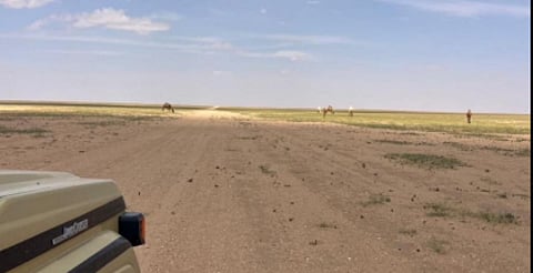 ضبط مواطن لارتكابه مخالفة رعي في محمية الملك عبدالعزيز الملكية