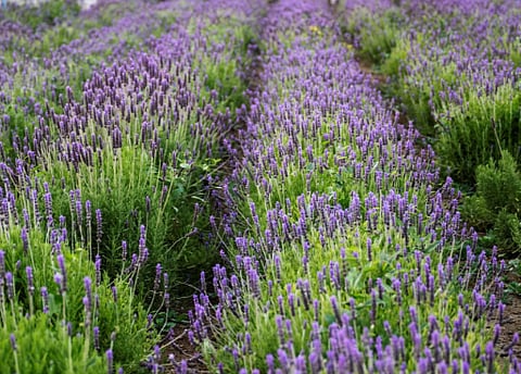 «نبات اللافندر» بالطائف.. يفتح آفاقًا استثمارية وسياحية جديدة