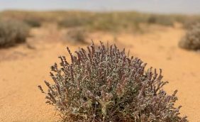 أهمية حماية نبات الحلم لضمان استدامة الحياة الفطرية