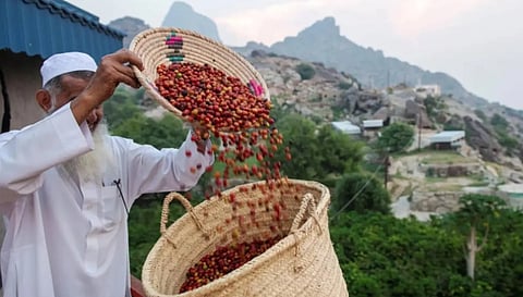 مستقبل قطاع البن السعودي في ظل رؤية جازان التنموية الجديدة