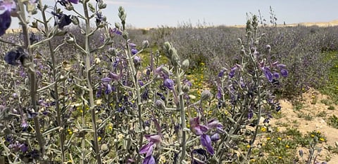 عودة «العهين» تُشكّل مشهدًا جذابًا في براري رفحاء وتؤكد تعافي الغطاء النباتي