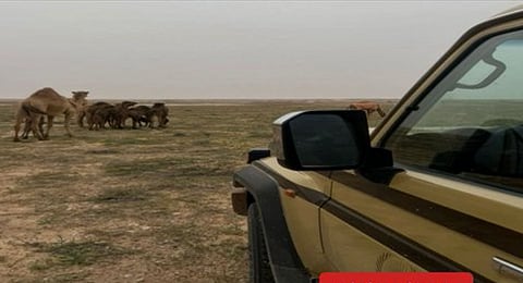 مبادرات حماية البيئة في محمية الملك عبدالعزيز الملكية