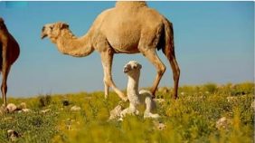 كل ما تريد معرفته عن تنظيم الرعي في المحميات الملكية والتراخيص