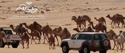 استدامة الغطاء النباتي داخل محمية الإمام عبدالعزيز بن محمد الملكية