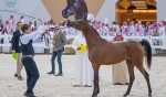 اليوم.. انطلاق بطولة القصيم لجمال الخيل العربية الأصيلة