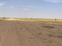 مستقبل الاستدامة البيئية في محمية الملك سلمان بن عبدالعزيز الملكية