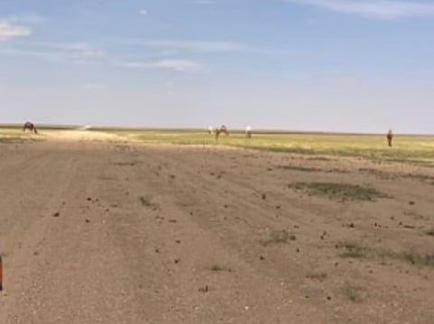 مستقبل الاستدامة البيئية في محمية الملك سلمان بن عبدالعزيز الملكية