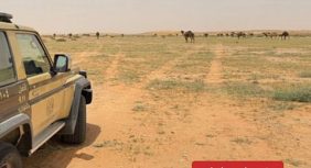 ما هي قيمة مخالفة رعي الإبل في محمية الملك عبدالعزيز الملكية؟