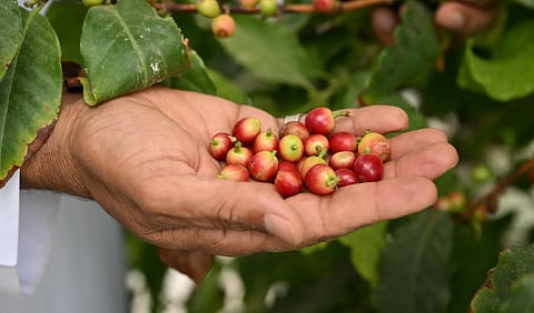 زراعة البن في نجران والتحول الزراعي في المملكة