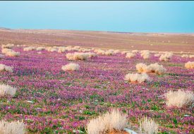 دور استثمارات المتنزهات الوطنية في تحسين جودة الحياة بالسعودية