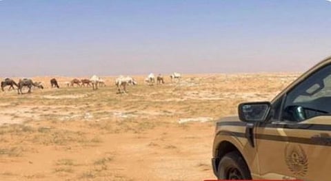 تطورات نظام البيئة: تشديد الرقابة على مخالفات الرعي في المحميات الملكية