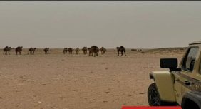 دليل المواطن لتجنب تسجيل مخالفة رعي في الأماكن المحظورة