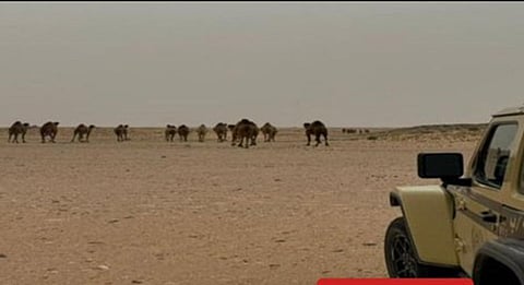 دليل المواطن لتجنب تسجيل مخالفة رعي في الأماكن المحظورة