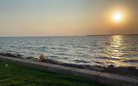 لماذا يعد مهرجان المانجو في القنفذة حدثاً سنوياً منتظراً؟