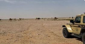 ضبط مواطن لارتكابه مخالفة رعي بمحمية الإمام عبدالعزيز بن محمد الملكية