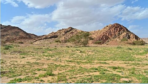 «النجيلة» فيضة ربيعية بمنطقة تبوك تجذب الأهالي والزوار