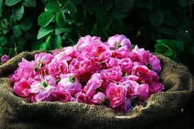 اختتام فعاليات ملتقى الورد والنباتات العطرية في الطائف بمشاركة واسعة