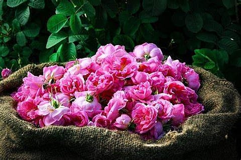 اختتام فعاليات ملتقى الورد والنباتات العطرية في الطائف بمشاركة واسعة