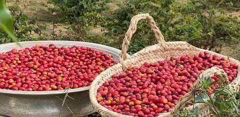 زراعة البن في عسير والتحول نحو مركز تجاري إقليمي للقهوة