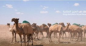 تفعيل آلية جديدة لإصدار تصاريح الرعي للمجتمع المحلي بمحمية الملك عبد العزيز الملكية