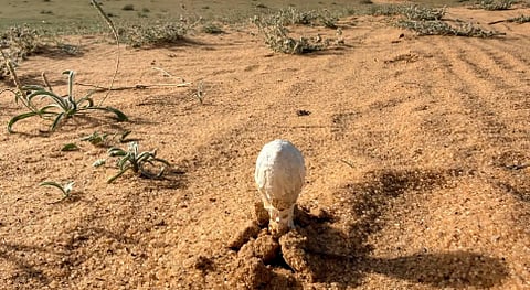 «البحث عن العرجون».. أبرز أنماط الرحلات البرية لدى أهالي القصيم