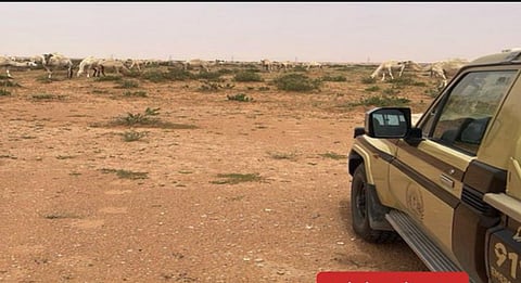 أهمية الالتزام بالأنظمة لمنع مخالفات الرعي في المحميات الملكية